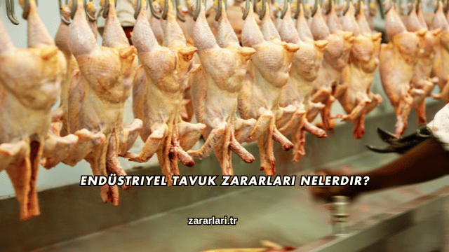 Endüstriyel Tavuk Zararları Nelerdir?