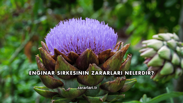 Enginar Sirkesinin Zararları Nelerdir?