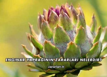 Enginar Yaprağının Zararları Nelerdir?
