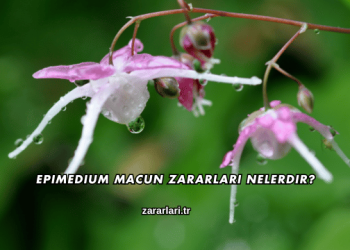Epimedium Macun Zararları Nelerdir?