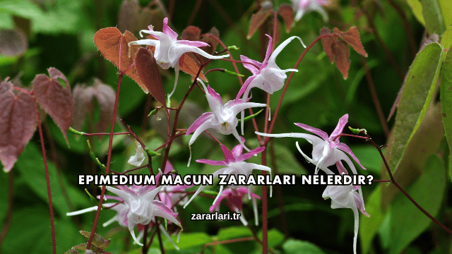 Epimedium Macun Zararları Nelerdir?