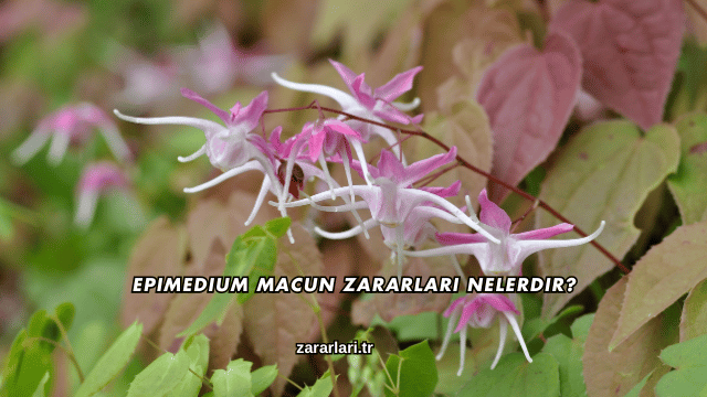 Epimedium Macun Zararları Nelerdir?