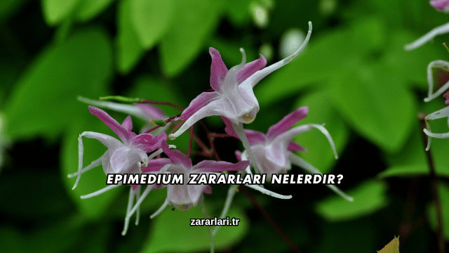 Epimedium Zararları Nelerdir?
