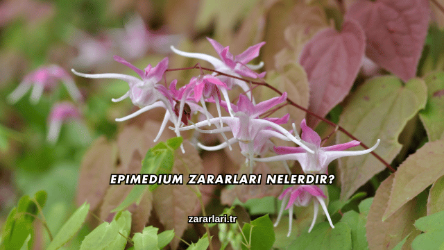 Epimedium Zararları Nelerdir?