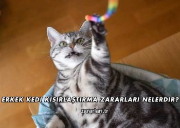 Erkek Kedi Kısırlaştırma Zararları Nelerdir?
