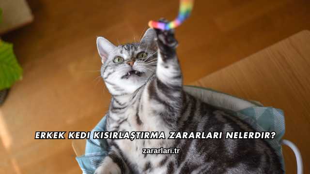 Erkek Kedi Kısırlaştırma Zararları Nelerdir?
