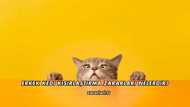 Erkek Kedi Kısırlaştırma Zararları Nelerdir?