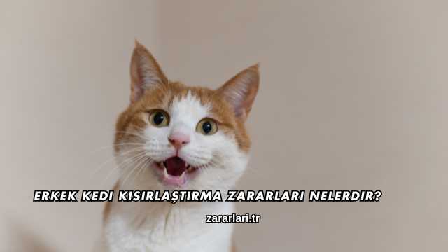 Erkek Kedi Kısırlaştırma Zararları Nelerdir?