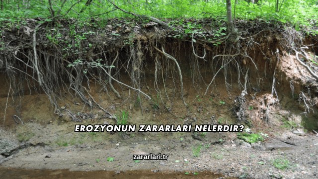 Erozyonun Zararları Nelerdir?