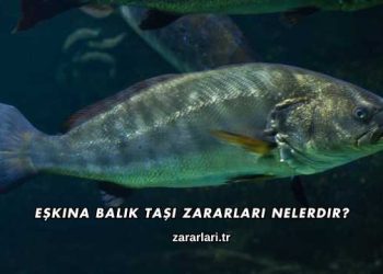 Eşkina Balık Taşı Zararları Nelerdir?
