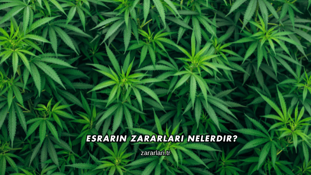 Esrarın Zararları Nelerdir?