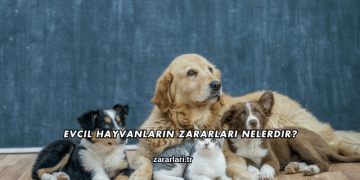 Evcil Hayvanların Zararları Nelerdir?