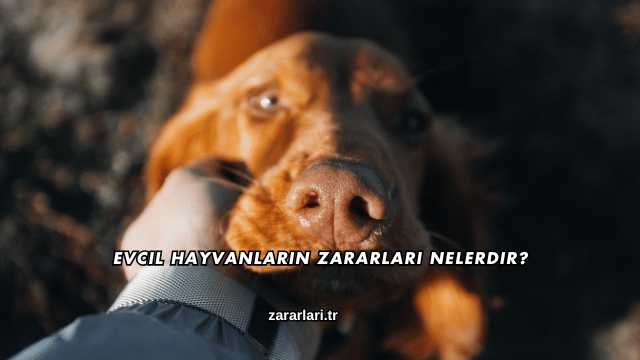 Evcil Hayvanların Zararları Nelerdir?
