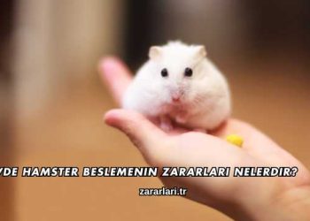 Evde Hamster Beslemenin Zararları Nelerdir?