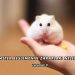 Evde Hamster Beslemenin Zararları Nelerdir?