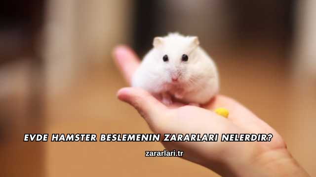 Evde Hamster Beslemenin Zararları Nelerdir?