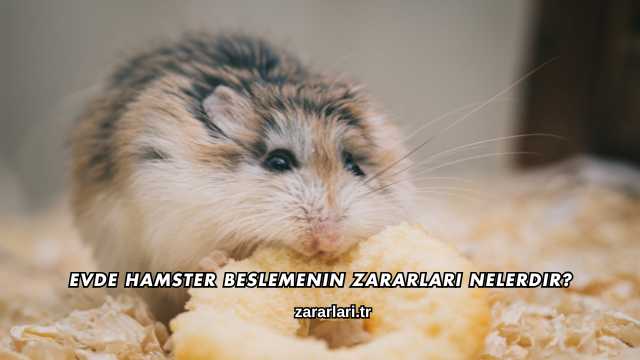 Evde Hamster Beslemenin Zararları Nelerdir?
