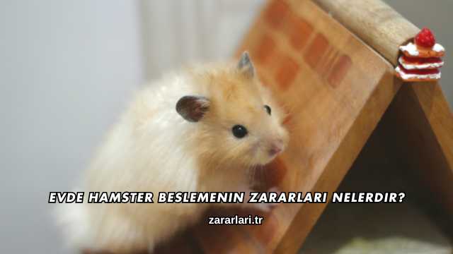 Evde Hamster Beslemenin Zararları Nelerdir?