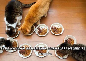 Evde Hayvan Beslemenin Zararları Nelerdir?