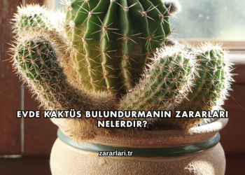 Evde Kaktüs Bulundurmanın Zararları Nelerdir?