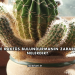 Evde Kaktüs Bulundurmanın Zararları Nelerdir?