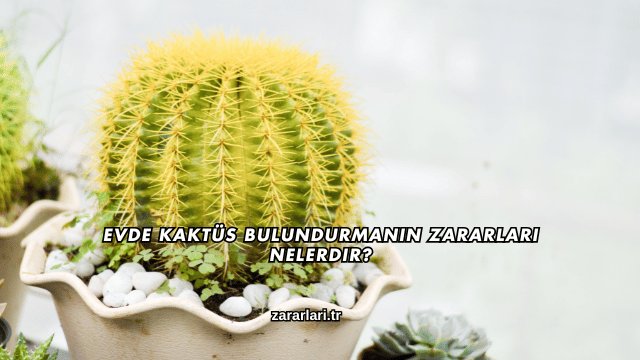 Evde Kaktüs Bulundurmanın Zararları Nelerdir?