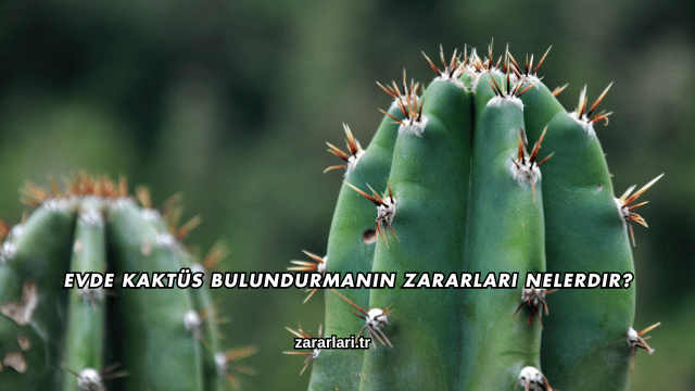 Evde Kaktüs Bulundurmanın Zararları Nelerdir?