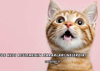 Evde Kedi Beslemenin Zararları Nelerdir?