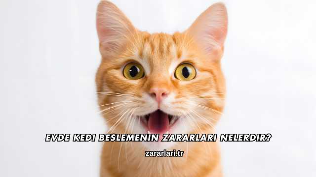 Evde Kedi Beslemenin Zararları Nelerdir?
