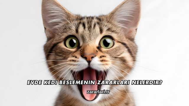 Evde Kedi Beslemenin Zararları Nelerdir?