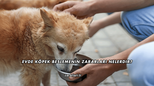 Evde Köpek Beslemenin Zararları Nelerdir?