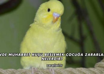 Evde Muhabbet Kuşu Beslemek Çocuğa Zararları Nelerdir?
