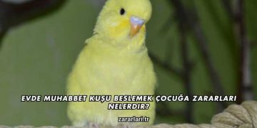 Evde Muhabbet Kuşu Beslemek Çocuğa Zararları Nelerdir?