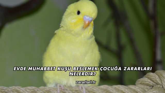 Evde Muhabbet Kuşu Beslemek Çocuğa Zararları Nelerdir?