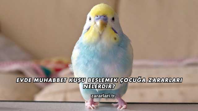 Evde Muhabbet Kuşu Beslemek Çocuğa Zararları Nelerdir?