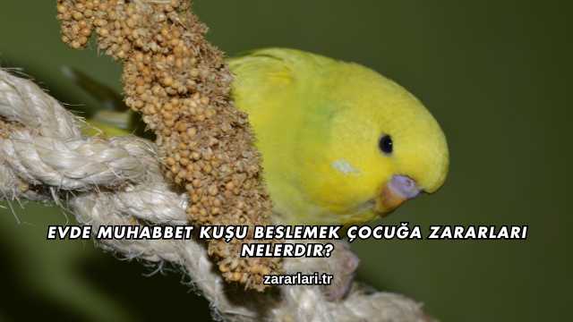 Evde Muhabbet Kuşu Beslemek Çocuğa Zararları Nelerdir?