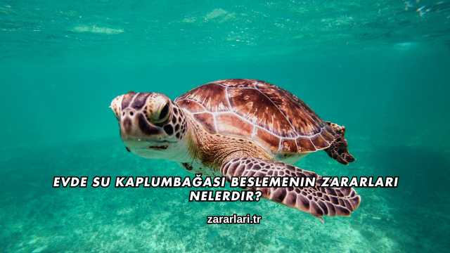 Evde Su Kaplumbağası Beslemenin Zararları Nelerdir?