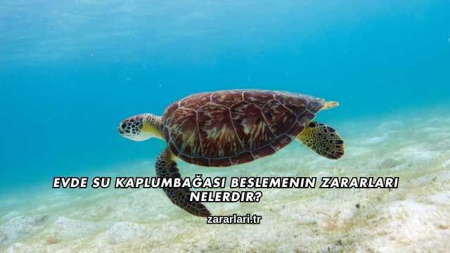 Evde Su Kaplumbağası Beslemenin Zararları Nelerdir?