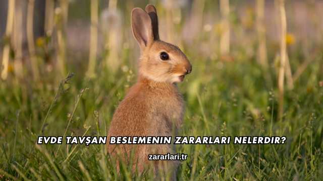 Evde Tavşan Beslemenin Zararları Nelerdir?