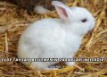 Evde Tavşan Beslemenin Zararları Nelerdir?
