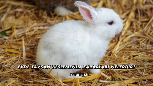 Evde Tavşan Beslemenin Zararları Nelerdir?