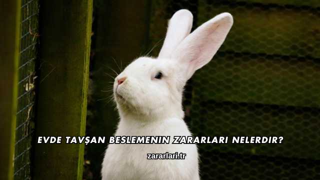 Evde Tavşan Beslemenin Zararları Nelerdir?