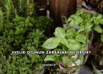 Evelik Otunun Zararları Nelerdir?