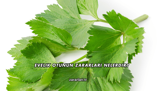 Evelik Otunun Zararları Nelerdir?