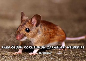 Fare Ölüsü Kokusunun Zararları Nelerdir?