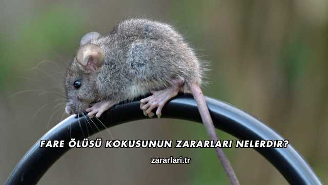 Fare Ölüsü Kokusunun Zararları Nelerdir?