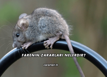 Farenin Zararları Nelerdir?