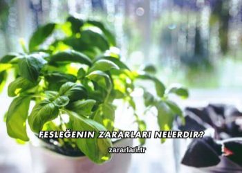 Fesleğenin Zararları Nelerdir?