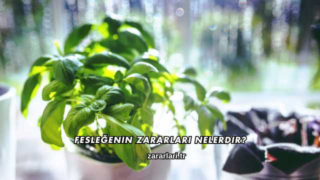 Fesleğenin Zararları Nelerdir?
