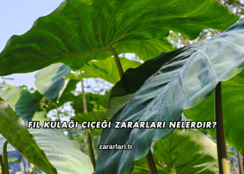 Fil Kulağı Çiçeği Zararları Nelerdir?